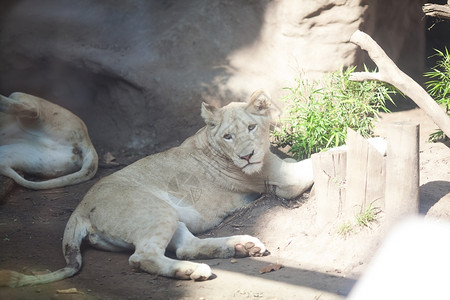 白狮子在动物园的树荫下休息图片