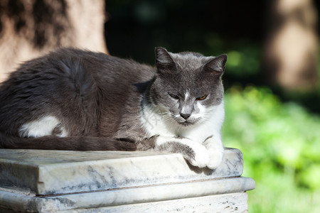 露天街头猫肖像图片