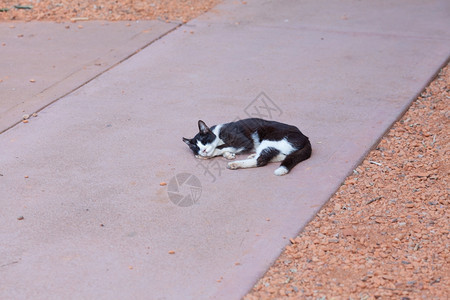 露天街头猫肖像图片