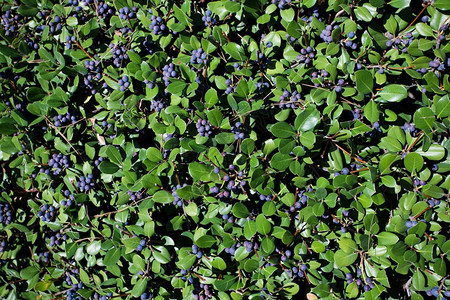 绿叶背景的蓝莓图片