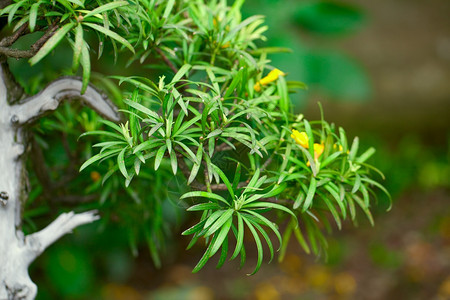 在一个植物园的美盆子图片