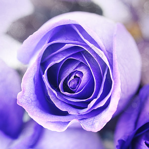 美丽的紫玫瑰宏观背景图片