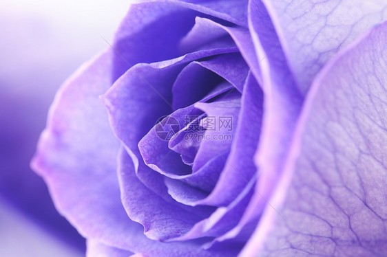 美丽的紫玫瑰宏观背景图片