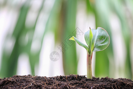 在菜园的土壤上种植香蕉树苗在菜园的土壤上种植香蕉树苗以设计农业和增长概念图片