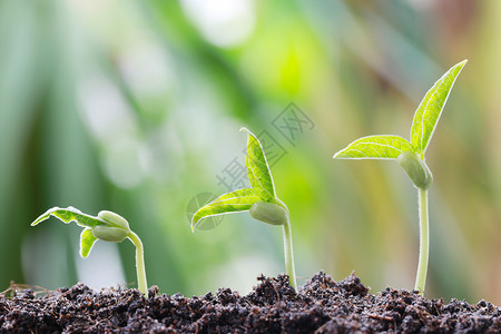 蔬菜花园的土壤上有绿豆芽植物园的土壤上也有绿豆芽种植和农业概念有自然布基背景图片
