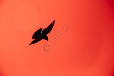 一只鸽子在红天飞行的休眠图片