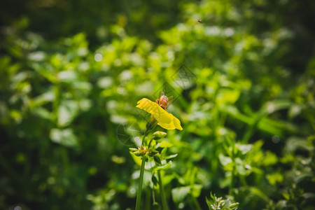 黄花是蜜蜂关闭有选择的焦点老旧外观图片