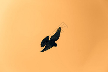 一只鸽子在黄色的天空中飞翔图片
