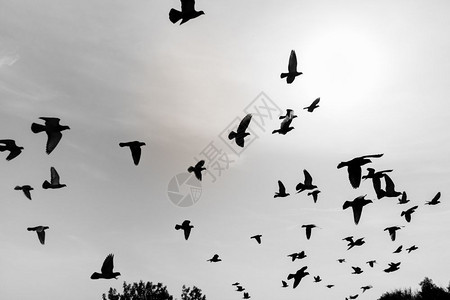 空中飞鸽的休眠钟图片