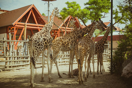 动物园里一群长颈鹿图片