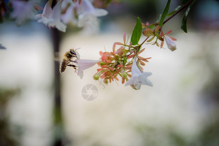 白花上的蜜蜂关闭有选择的焦点老旧外观图片