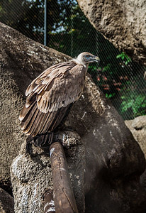 动物园笼子里的秃鹫图片