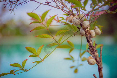 在树枝上贴紧蜗牛图片