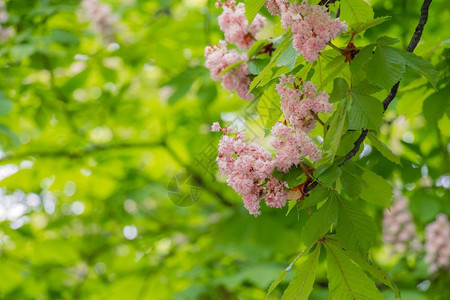 红芽和白在树上开花有许多绿叶图片