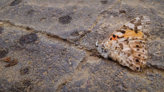 蓝色小蝴蝶图片