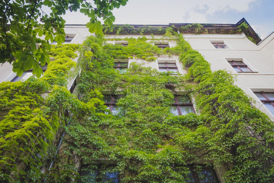 被绿色长春藤植物攀爬的公寓楼图片