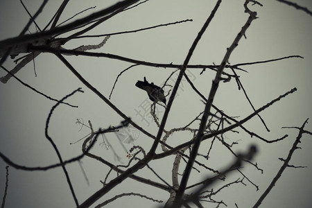 树枝上的乌鸦图片