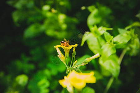 黄花是蜜蜂关闭有选择的焦点老旧外观图片