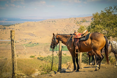 马与农村地区牧场的一根杆相连图片