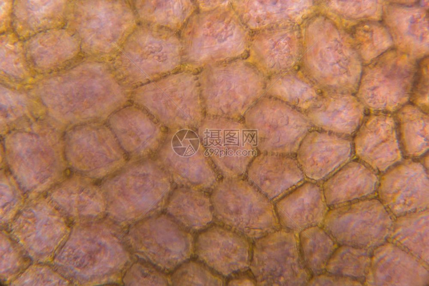 显微镜下的番茄