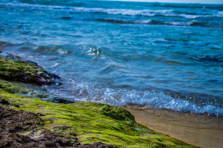 蓝海沿岸岩石上的绿藻类图片