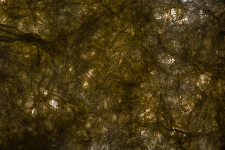 显微镜下的组织纸纤维带有黄色的污泥图片