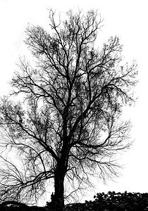 赤树的光影黑色和白图片