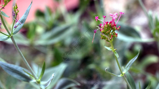 花朵粉红园里有绿干图片