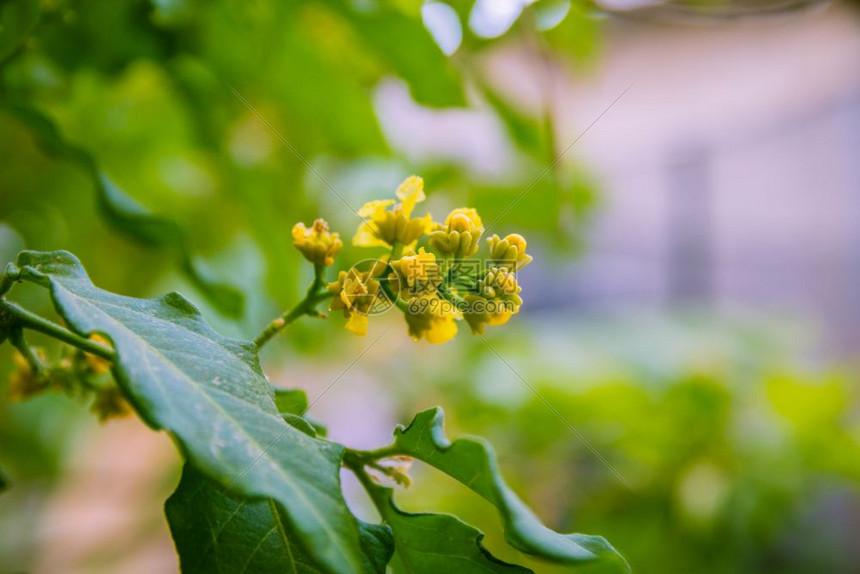 果芽是黄色的花朵集中心图片