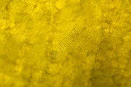 显微镜下的黄胡椒图片