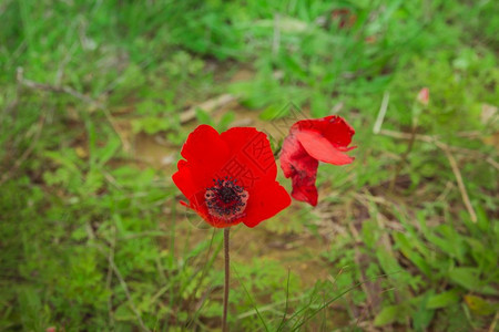 特写红银莲花图片