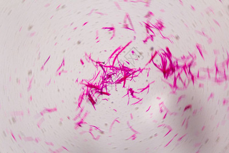 显微镜下的滑动肌肉分离白色背景的粉红线条摘要高清图片