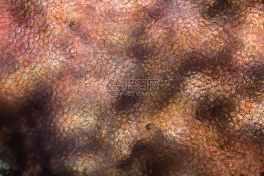 显微镜下的番茄