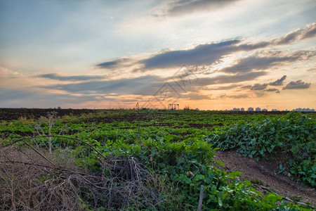日落时在农村田地种植作物图片