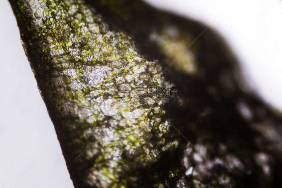 显微镜下的黄瓜图片