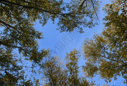 从下至上在银花岗林中查看天空和树木的背景森林秋天从下至上在银花岗林中查看天空和树木的背景森林秋天图片