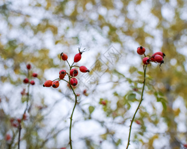 红熟的莓果宏观照片有成熟的浆果灌木丛的果实野生玫瑰的果实索恩式红玫瑰臀部果实大型照片红的浆果大型照片图片