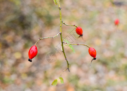 红熟的莓果宏观照片有成熟的浆果灌木丛的果实野生玫瑰的果实索恩式红玫瑰臀部果实大型照片红的浆果大型照片图片