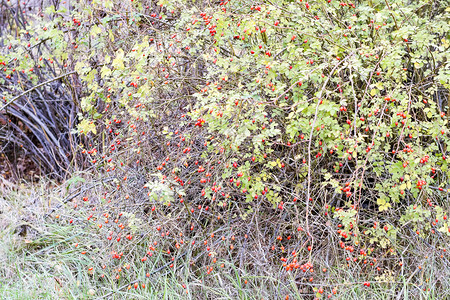果子成熟的臀丛灌木果实野玫瑰索恩式红玫瑰臀部果实茂盛红玫瑰臀部图片