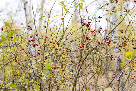 果子成熟的臀丛灌木果实野玫瑰索恩式红玫瑰臀部果实茂盛红玫瑰臀部图片