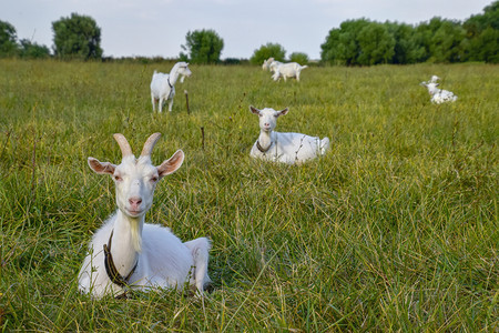 山羊在草地上放牧白山羊奶牛在牧场上吃草山羊在地上放牧图片