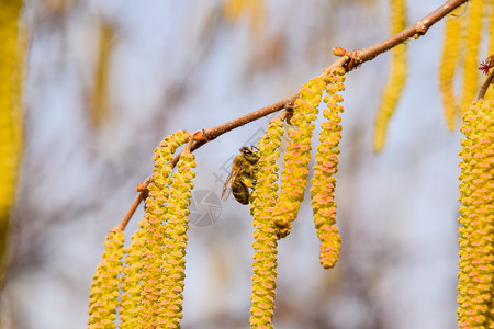 蜜蜂耳环子花朵海瑟在树枝上蜜蜂子花朵图片
