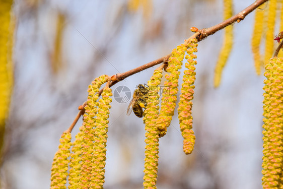 蜜蜂耳环子花朵海瑟在树枝上蜜蜂子花朵图片