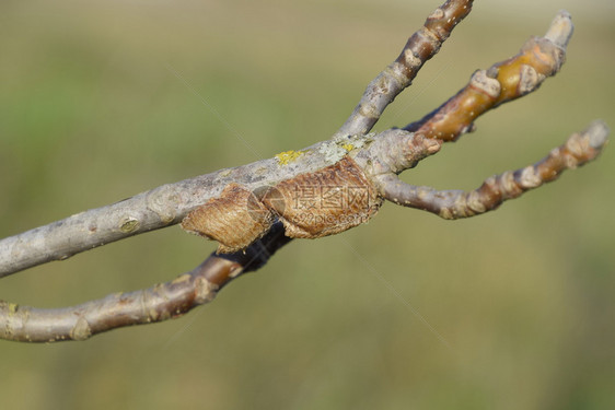 树枝上的Ootheca冬季昆虫蛋产在中树枝Ootheca图片