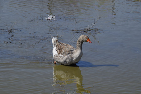 在池塘中的灰鹅图片