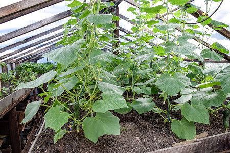 种黄瓜在温室里种黄瓜在温室里种苗蔬菜在温室里种黄瓜图片