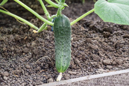 种黄瓜在温室里种黄瓜在温室里种苗蔬菜在温室里种黄瓜图片