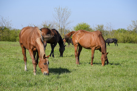马在牧场上放马在场上放牧在场上行走在牧场上行走马在场上行走图片