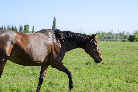 马在牧场上放马在场上放牧在场上行走在牧场上行走马在场上行走图片