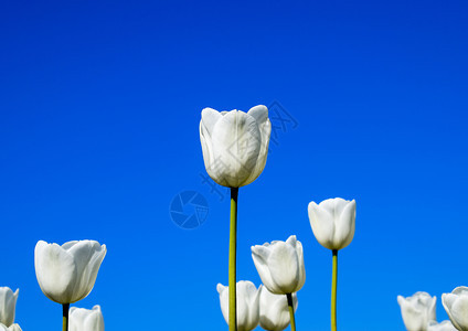 蓝色天空的郁金香花更好蓝色天空的花床更好郁金香的花床更好图片